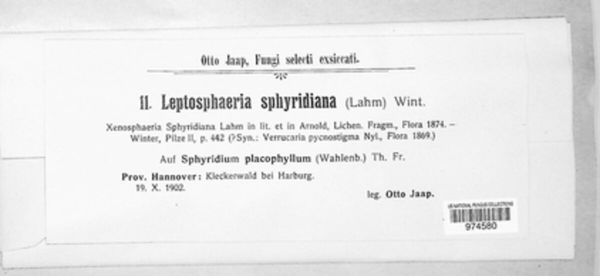 Leptosphaeria sphyridiana image